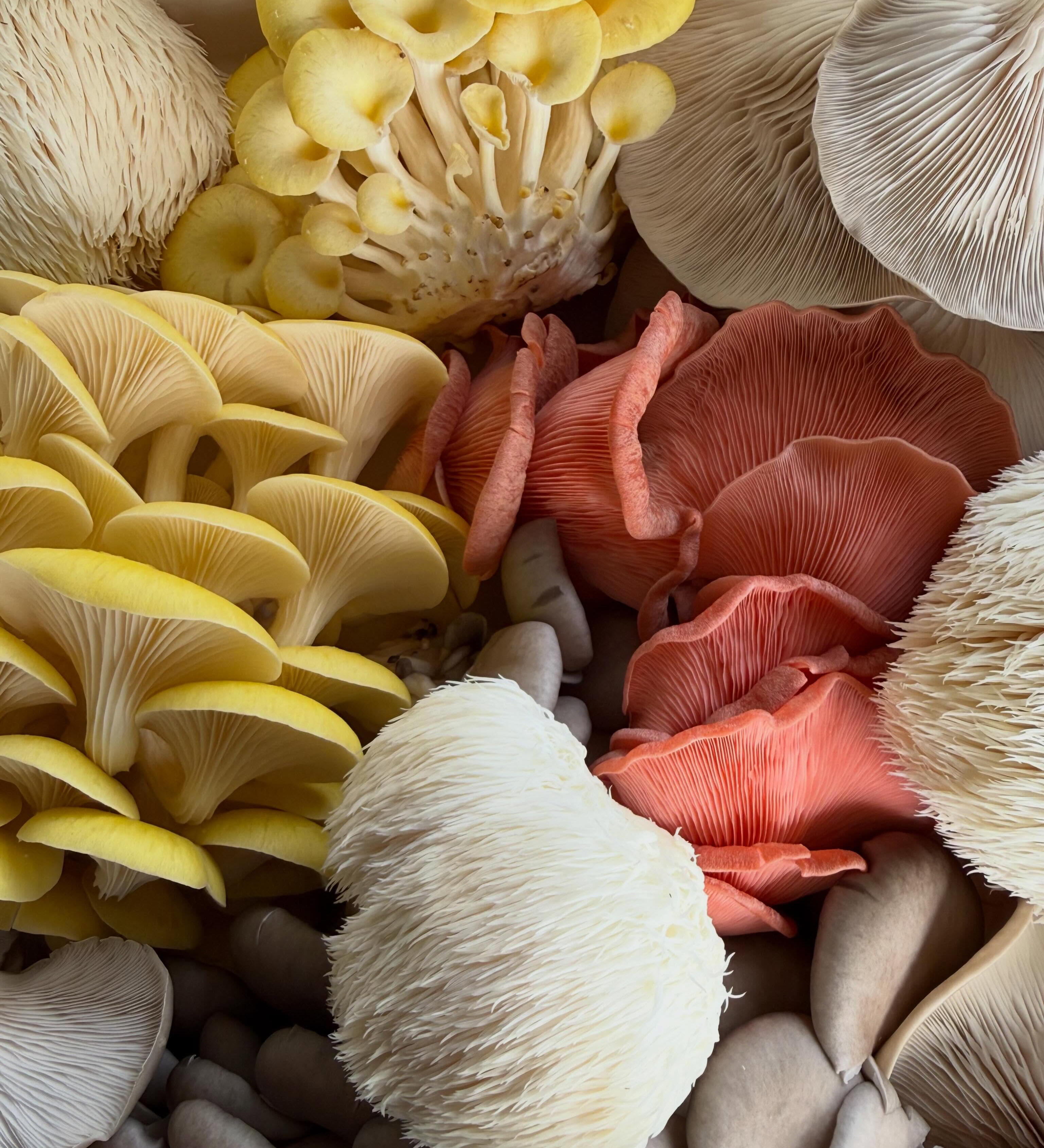 THE MOSAIC MUSHROOM CO.