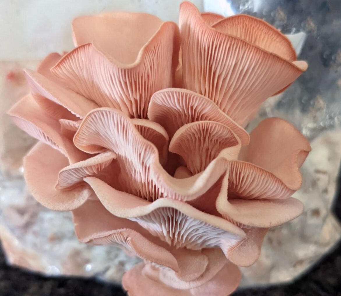 THE MOSAIC MUSHROOM CO.